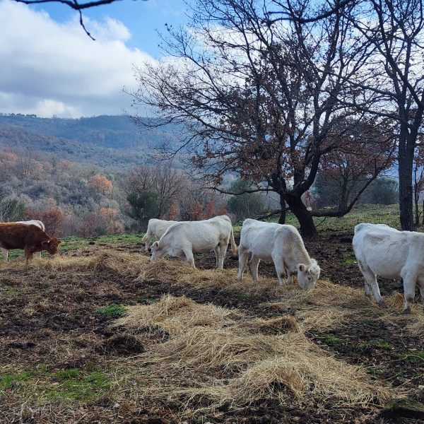 Cava Buia Trail